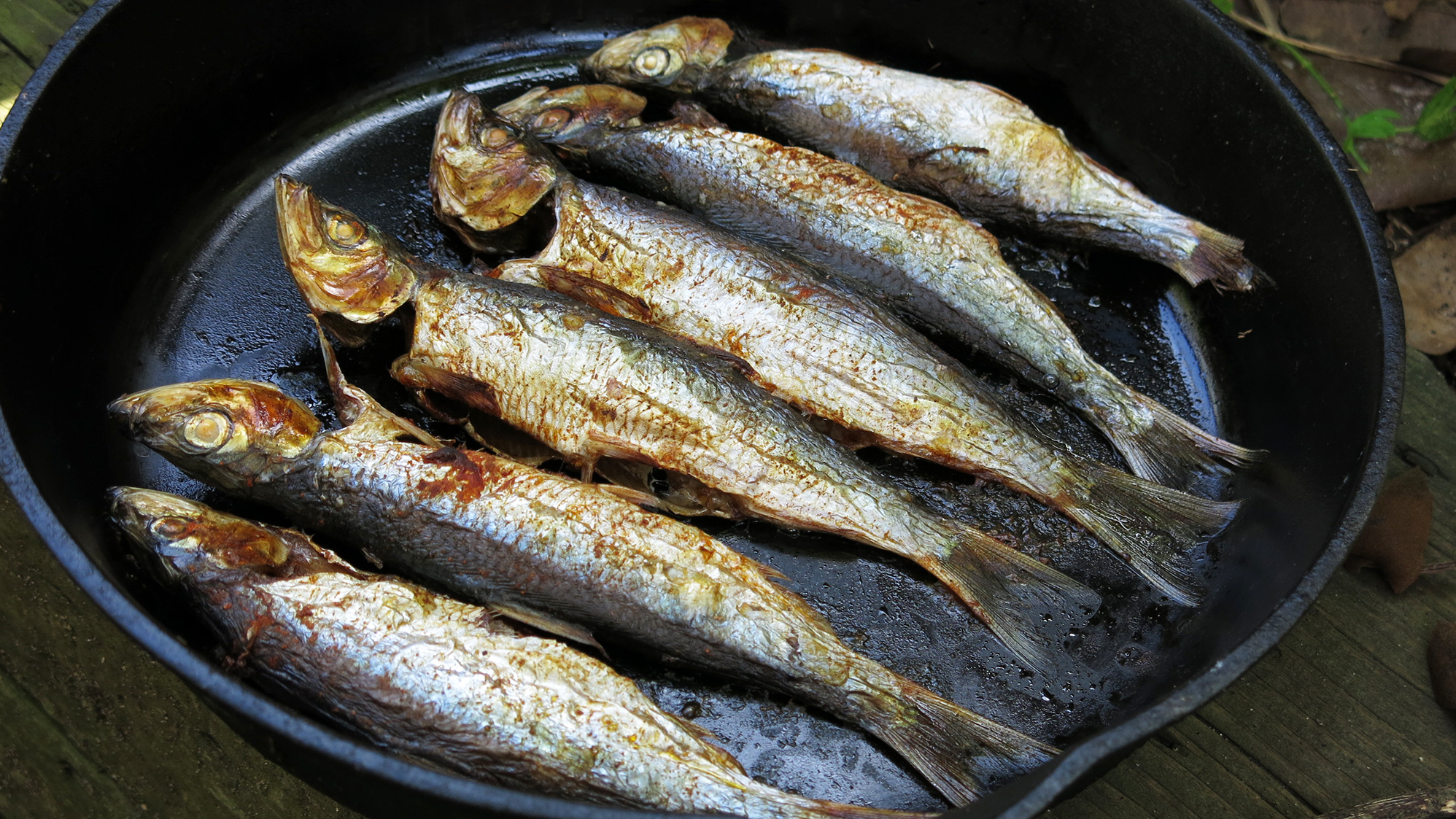 Fish eat fish. Оселедец (Донская сельдь). Рыба Донская селедка. Рыба уклейка рыба салака. Донская селедка соленая.